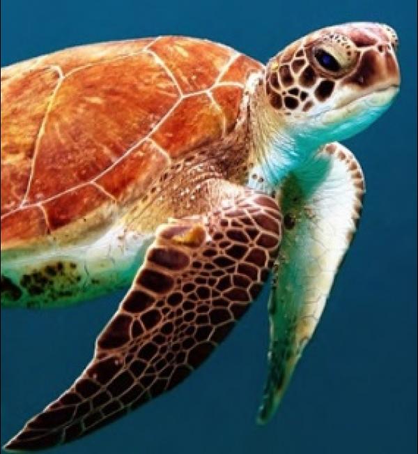 odysee-tortues-marines-musee-oceanographique-monaco