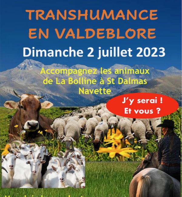 transhumance-animaux-montagne-animations-bolline-valdeblore-2023