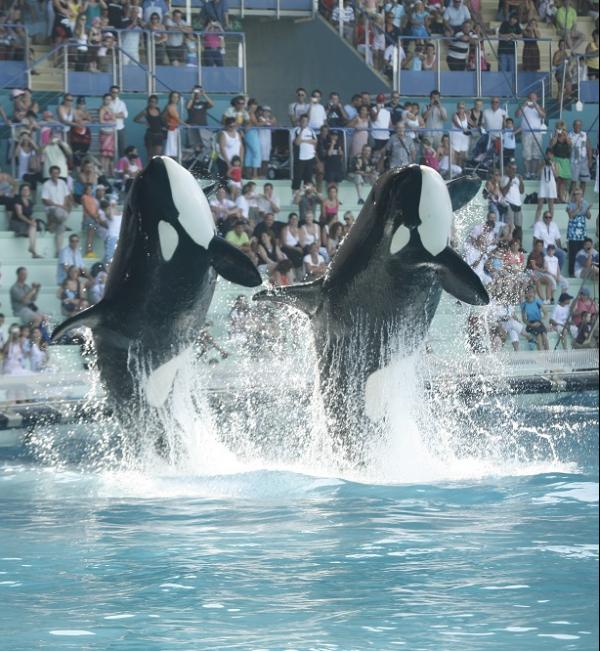 marineland-antibes-affiche-programme-tarif