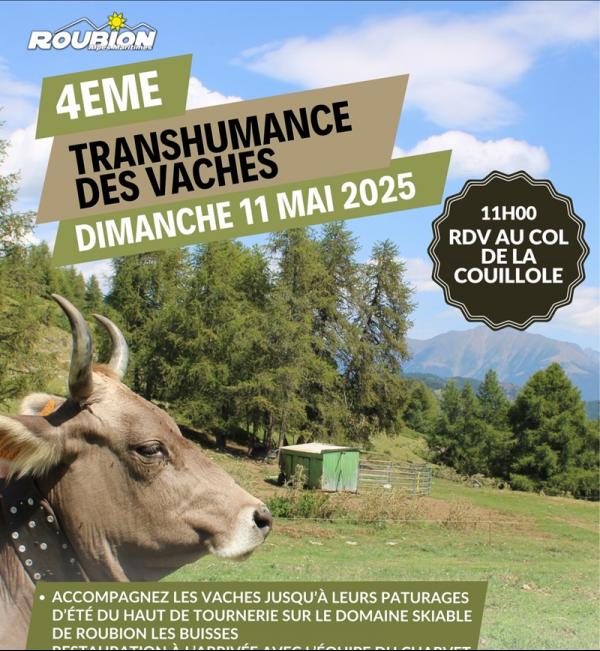 transhumance-vaches-roubion-randonnee-montagne-animations-2025