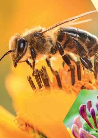 fete-abeille-parc-phoenix-nice-animations-miel-apiculture-2022
