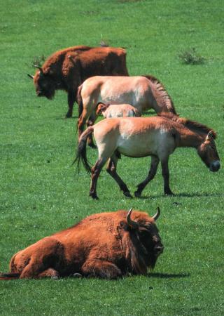 sortir-06-reserve-biologique-monts-azur-bisons