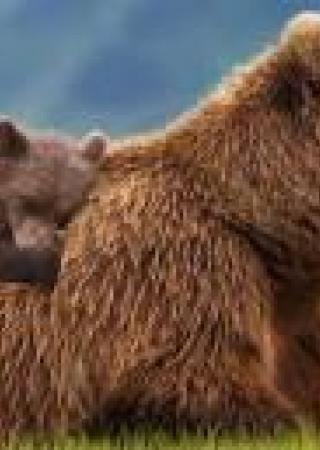 grizzly-film-cinema-avis-critiques