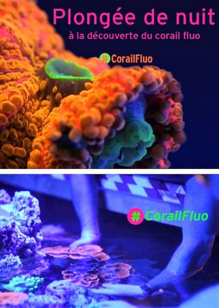 plongee-corail-fluorescent-musee-oceanographique-monaco