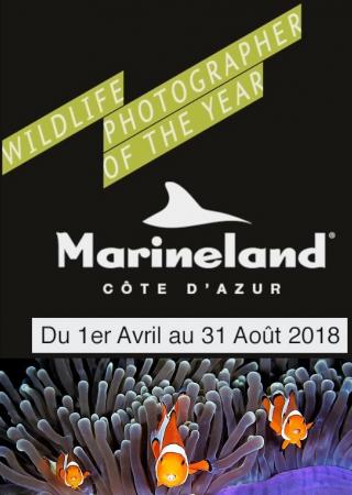marineland-exposition-photo-wildlife-photographer-year