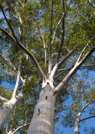 fete-champetre-eucalyptus-quartier-juan-pins